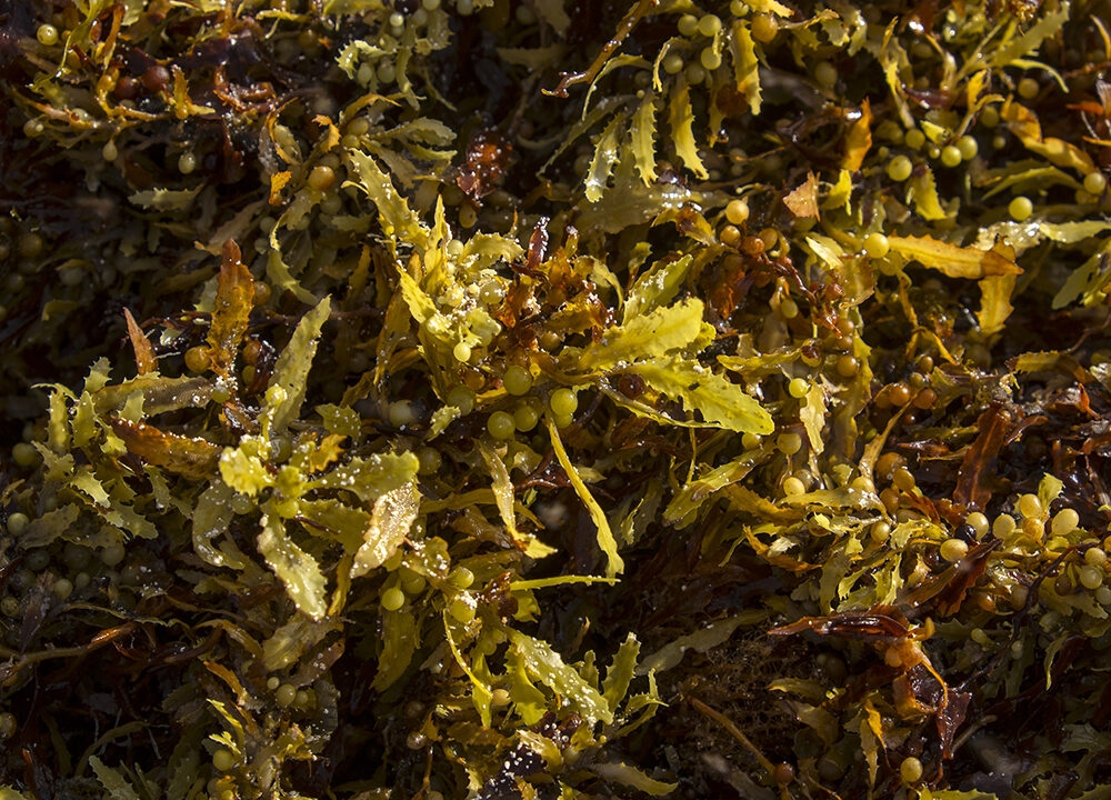A dense, close-up shot of a tangled mat of sargassum seaweed, showing its complex texture. The brownish-gold and olive-green fronds feature serrated, leaf-like edges and are packed with small, round, berry-like gas bladders that help the plant float