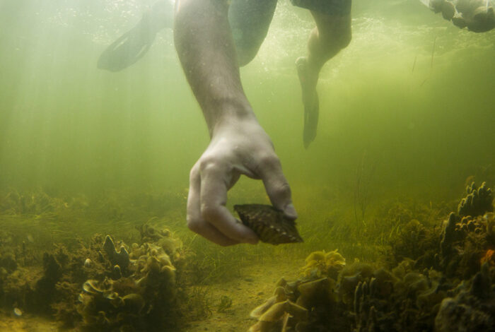 An underwater shot shows a person's hand reaching down to pick up a dark bay scallop from a lush, green seagrass bed. The swimmer's legs and fins are visible above in the murky, green-tinted water, illuminated by sunbeams piercing through the surface