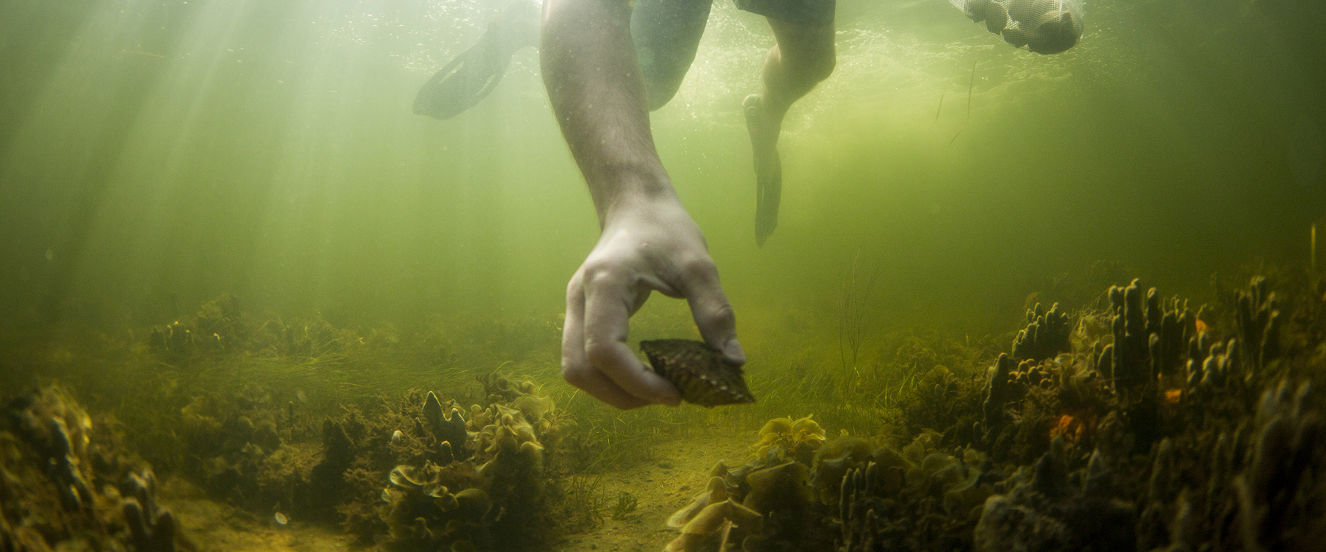 An underwater shot shows a person's hand reaching down to pick up a dark bay scallop from a lush, green seagrass bed. The swimmer's legs and fins are visible above in the murky, green-tinted water, illuminated by sunbeams piercing through the surface