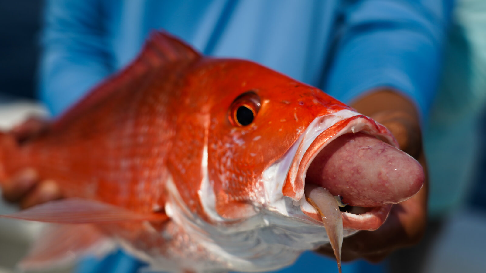 A close-up shot focuses on a bright red snapper held by a person in a blue shirt. The fish has its mouth open wide, showing a severely everted stomach (barotrauma) protruding from its mouth, with its large orange eye and spiny dorsal fin visible in sharp detail