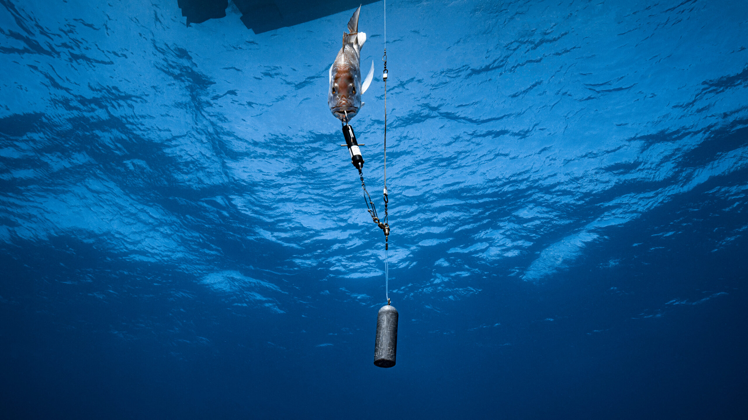 An underwater wide shot shows a small fish being lowered back into deep blue water using a specialized descending device attached to a weighted fishing line. The fish hangs vertically, facing downward, below the dark silhouette of a boat hull visible at the water's surface