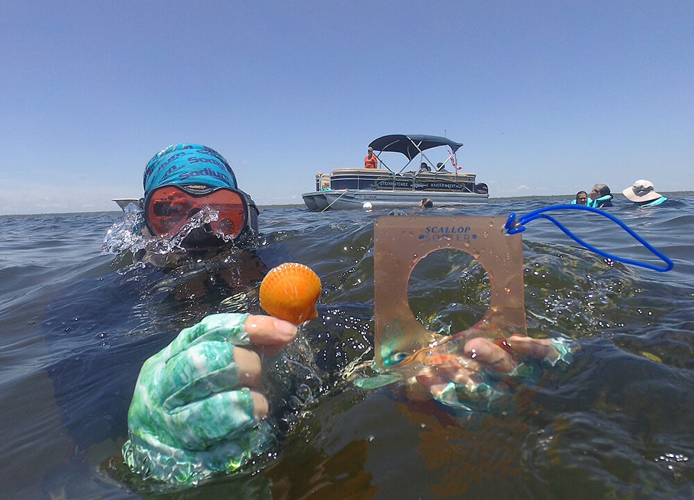 A snorkeler wearing a blue headwrap and mask surfaces in dark choppy water, holding up a small orange bay scallop shell in one hand and a clear plastic scallop sizing tool with a circular opening in the other. In the clear sunny background, a pontoon boat floats with passengers, and other people swim nearby