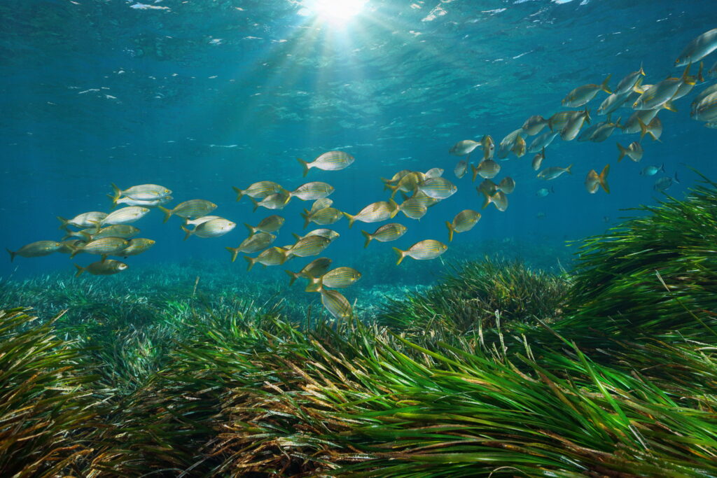 fish swimming over sea grass with sun rays shining down through the water
