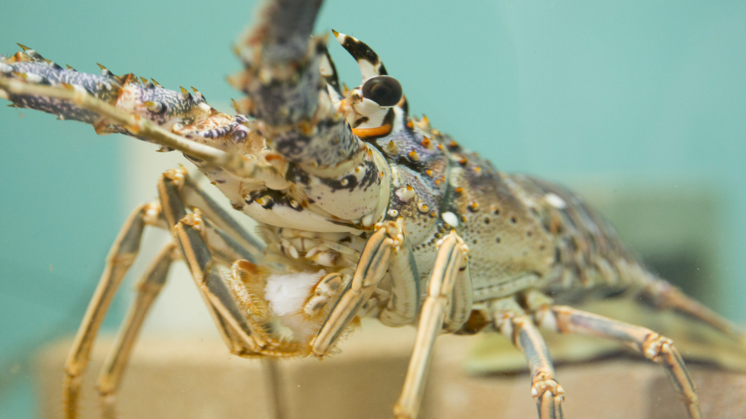 A close-up shot of a Caribbean spiny lobster inside an aquarium tank, facing forward. The lobster features a speckled cream, brown, and grey shell with multiple sharp spines, black eyes, and two thick antennae reaching upward, with a soft-focused teal background