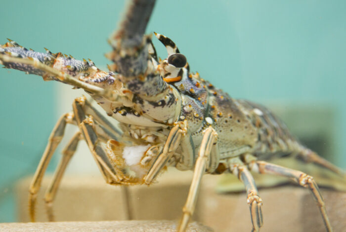 A close-up shot of a Caribbean spiny lobster inside an aquarium tank, facing forward. The lobster features a speckled cream, brown, and grey shell with multiple sharp spines, black eyes, and two thick antennae reaching upward, with a soft-focused teal background