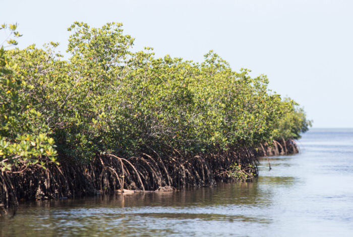 Mangroves in the Gulf of Mexico