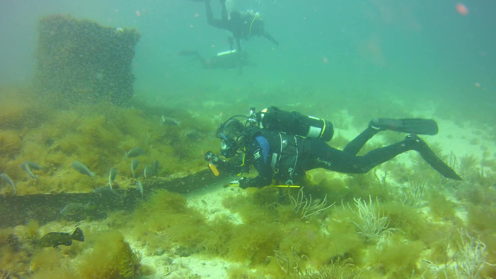A scuba diver swims horizontally just above a seaweed-covered seabed, wearing black gear and a silver oxygen tank. In the background, another diver is visible near the surface of the green-tinted water
