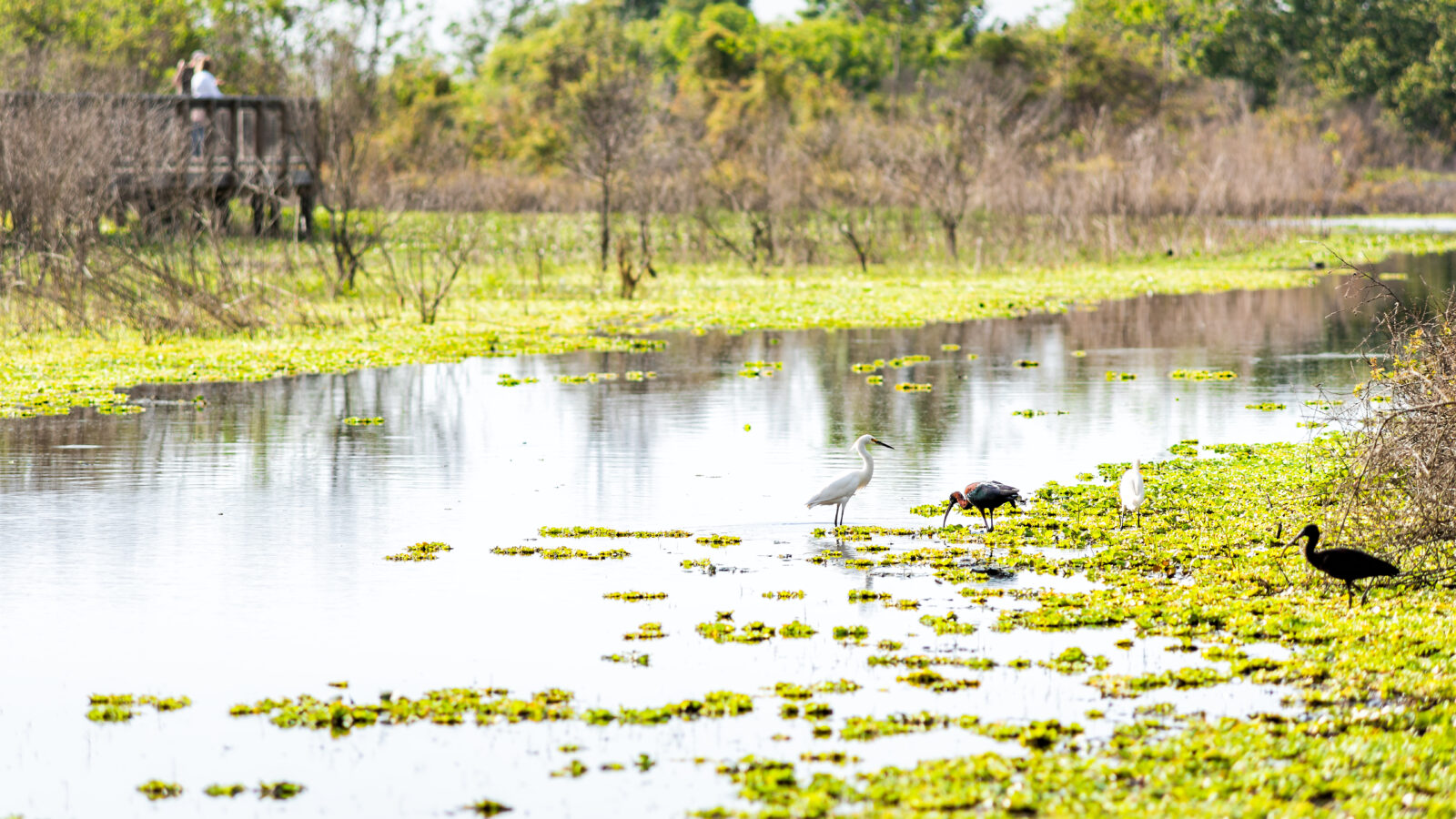 Several wading birds forage among bright green floating vegetation in a wetland waterway, while visitors watch from a wooden overlook platform in the background