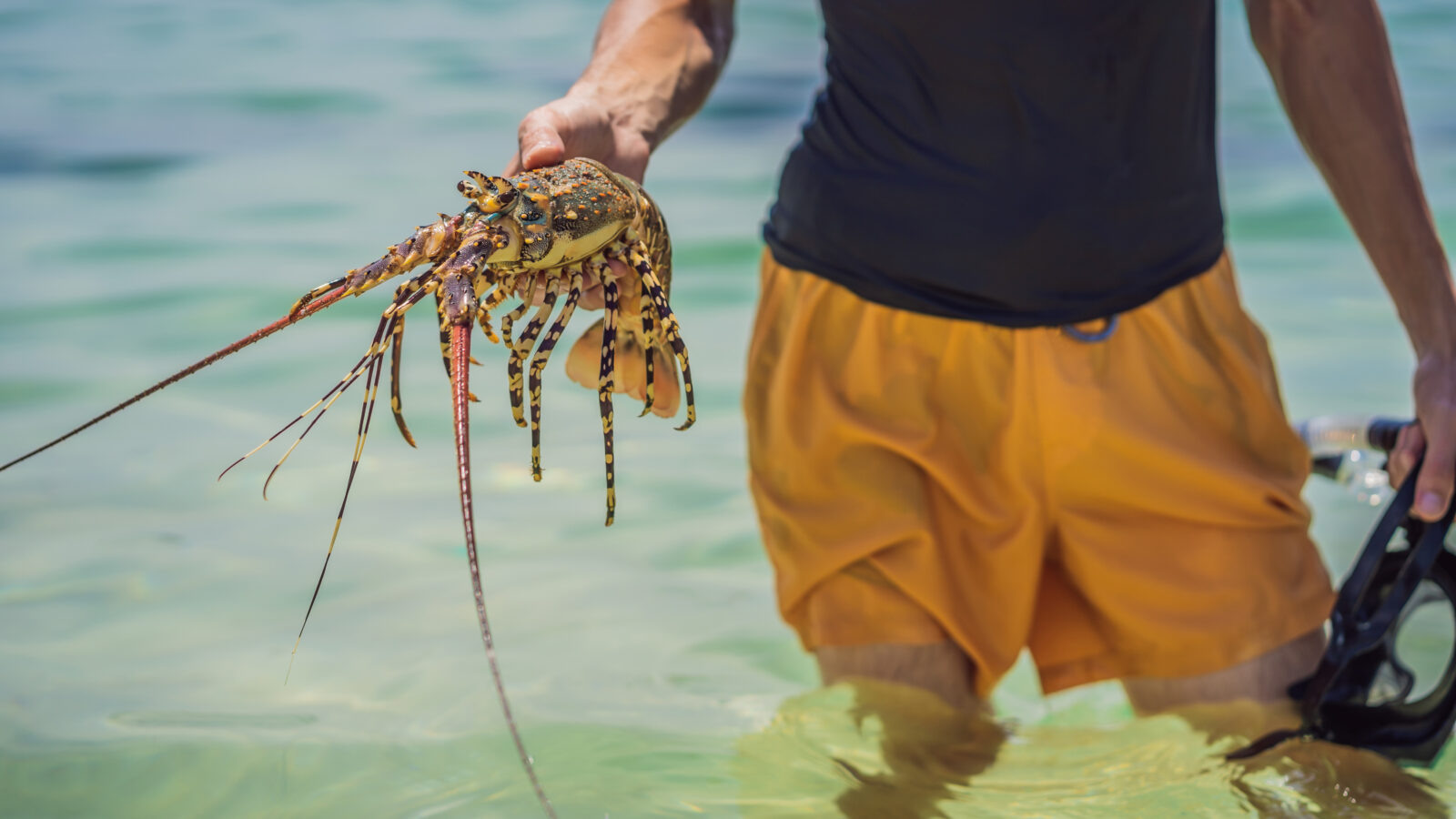 A person stands waist-deep in clear turquoise water, holding up a freshly caught spiny lobster by its carapace. The lobster features a distinct speckled yellow, brown, and black pattern with long, thin antennae extending forward. The person wears a dark t-shirt and orange swim trunks while holding a black snorkeling mask in their other hand