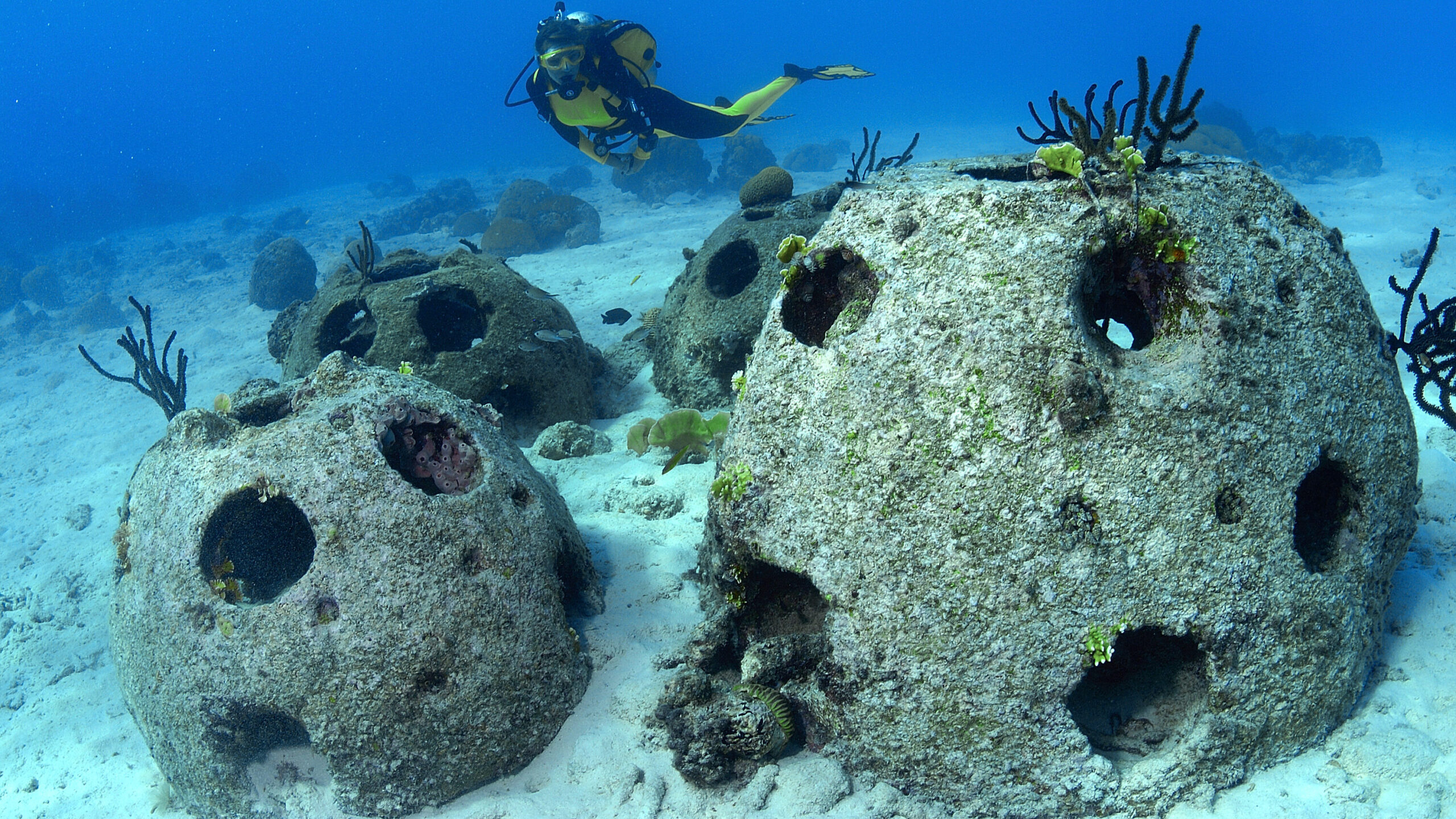 A scuba diver in a yellow and black wetsuit swims over several large, hollow concrete reef balls on a sandy ocean floor. The dome-shaped structures are covered in light marine growth and feature numerous circular holes, set against clear blue water.
