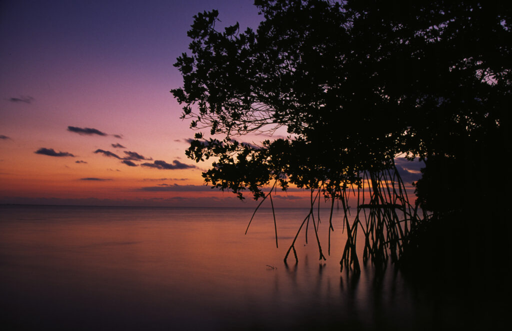 a colorful low light sky reflecting on water with silhouettes of trees
