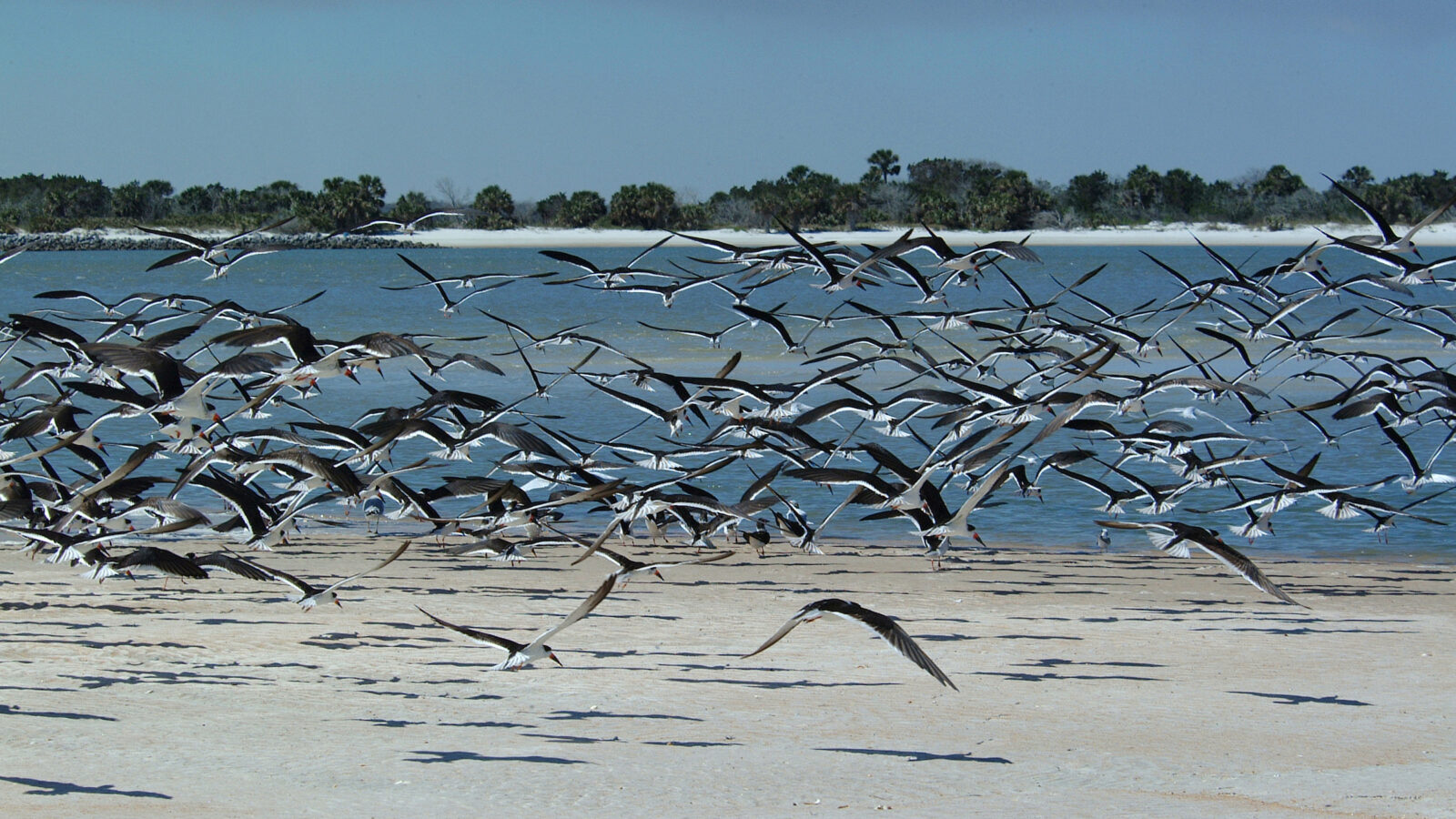 A large flock of black skimmers takes flight from a sandy beach, their black-and-white wings and orange-and-black bills visible as they fly over blue water toward a tree-lined shoreline