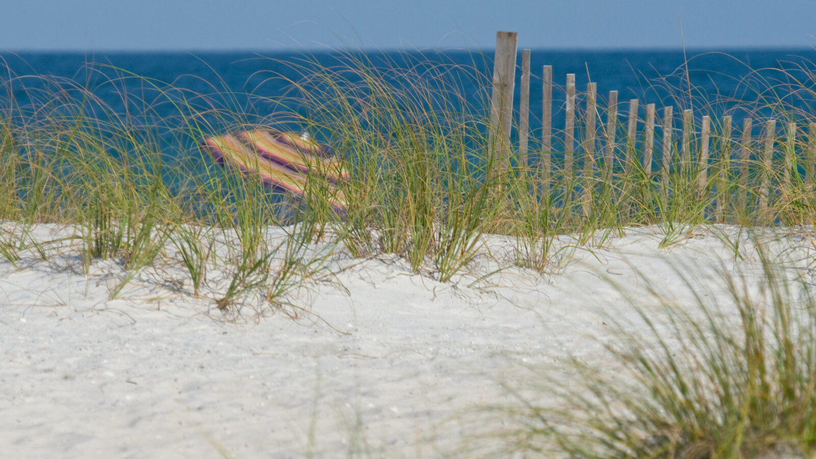 A sandy beach dune covered in green sea oats stands before a calm blue ocean, with a wooden sand fence and a colorful striped beach umbrella visible in the background