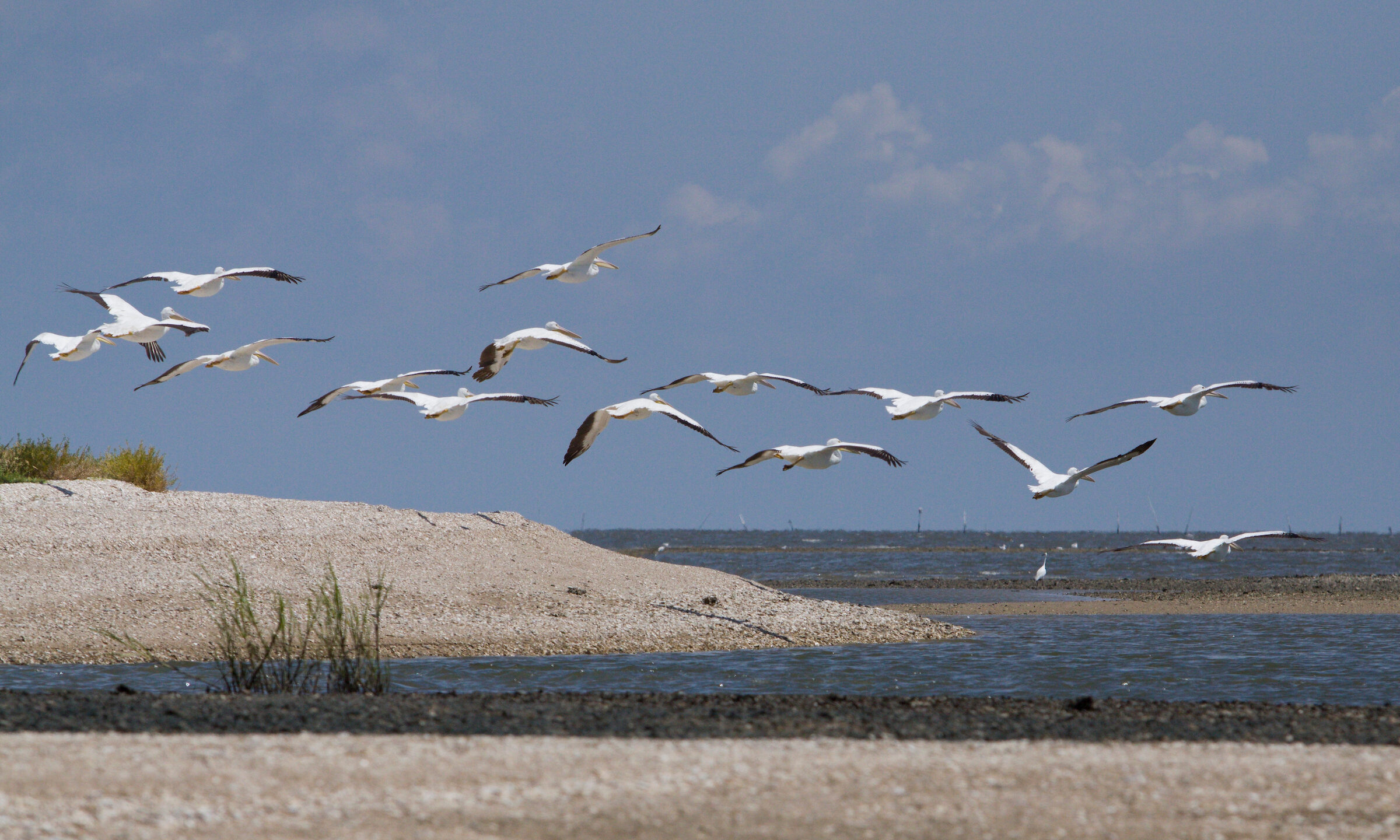 A flock of American white pelicans with white feathers and black-tipped wings flies in formation over a coastal shell bank and calm blue water under a partly cloudy sky