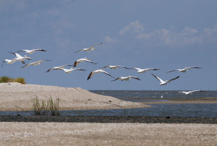 A flock of American white pelicans with white feathers and black-tipped wings flies in formation over a coastal shell bank and calm blue water under a partly cloudy sky