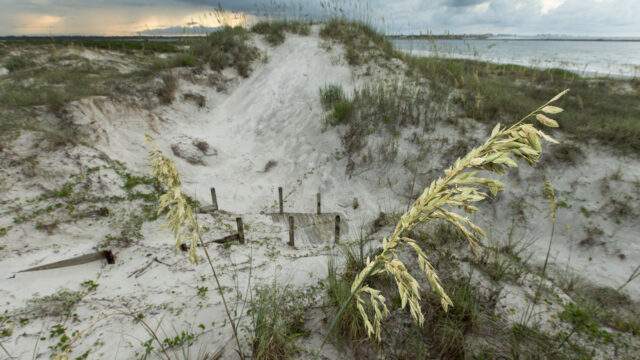 A close-up stalk of sea oats frames a wide view of rolling white sand dunes covered in sparse coastal vegetation under a dramatic, overcast storm sky.