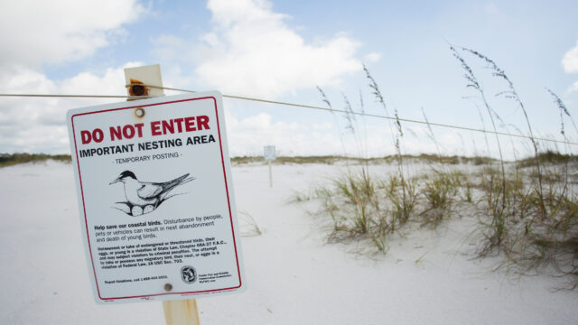 A white rectangular sign with red lettering reads DO NOT ENTER IMPORTANT NESTING AREA and features an illustration of a coastal bird nesting on eggs. The sign is attached to a string fence blocking off a sandy beach dune area where sea oats grow under a cloudy blue sky.