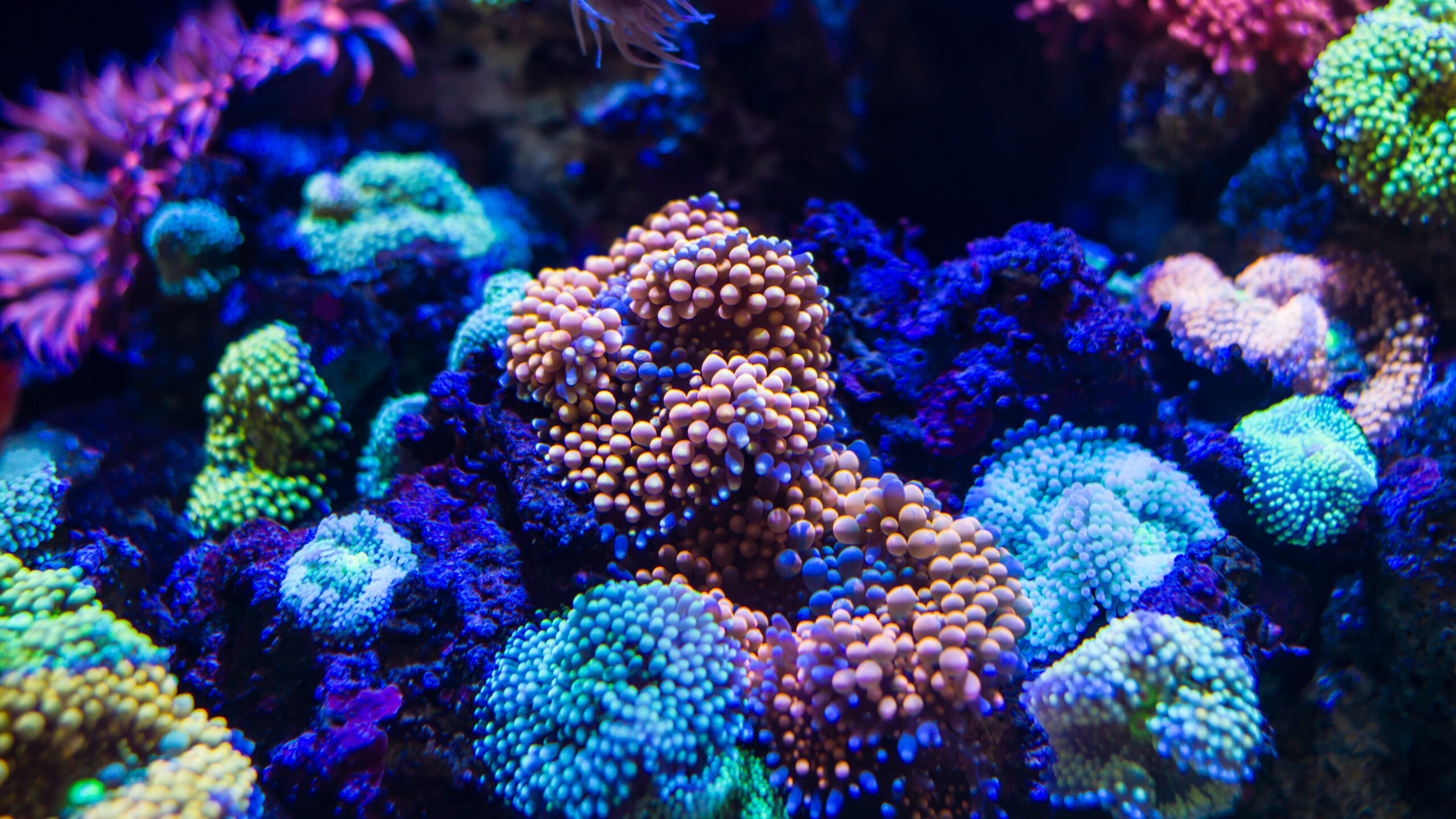 A vibrant cluster of bubbly Ricordea coral polyps in shades of orange, blue, and green glowing brightly under deep reef aquarium lighting