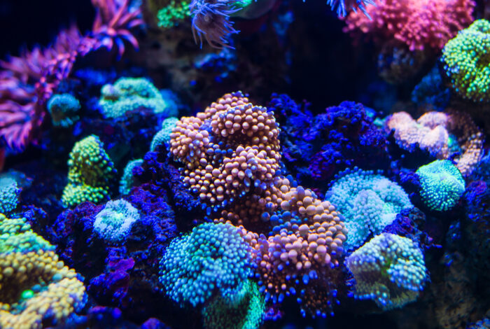 A vibrant cluster of bubbly Ricordea coral polyps in shades of orange, blue, and green glowing brightly under deep reef aquarium lighting