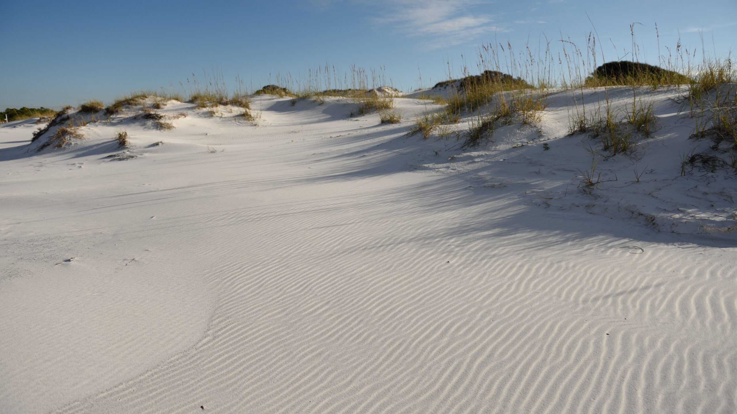 A vast expanse of white sand dunes features distinct wind-rippled patterns in the foreground, with sparse sea oats growing along the ridges under a clear blue sky