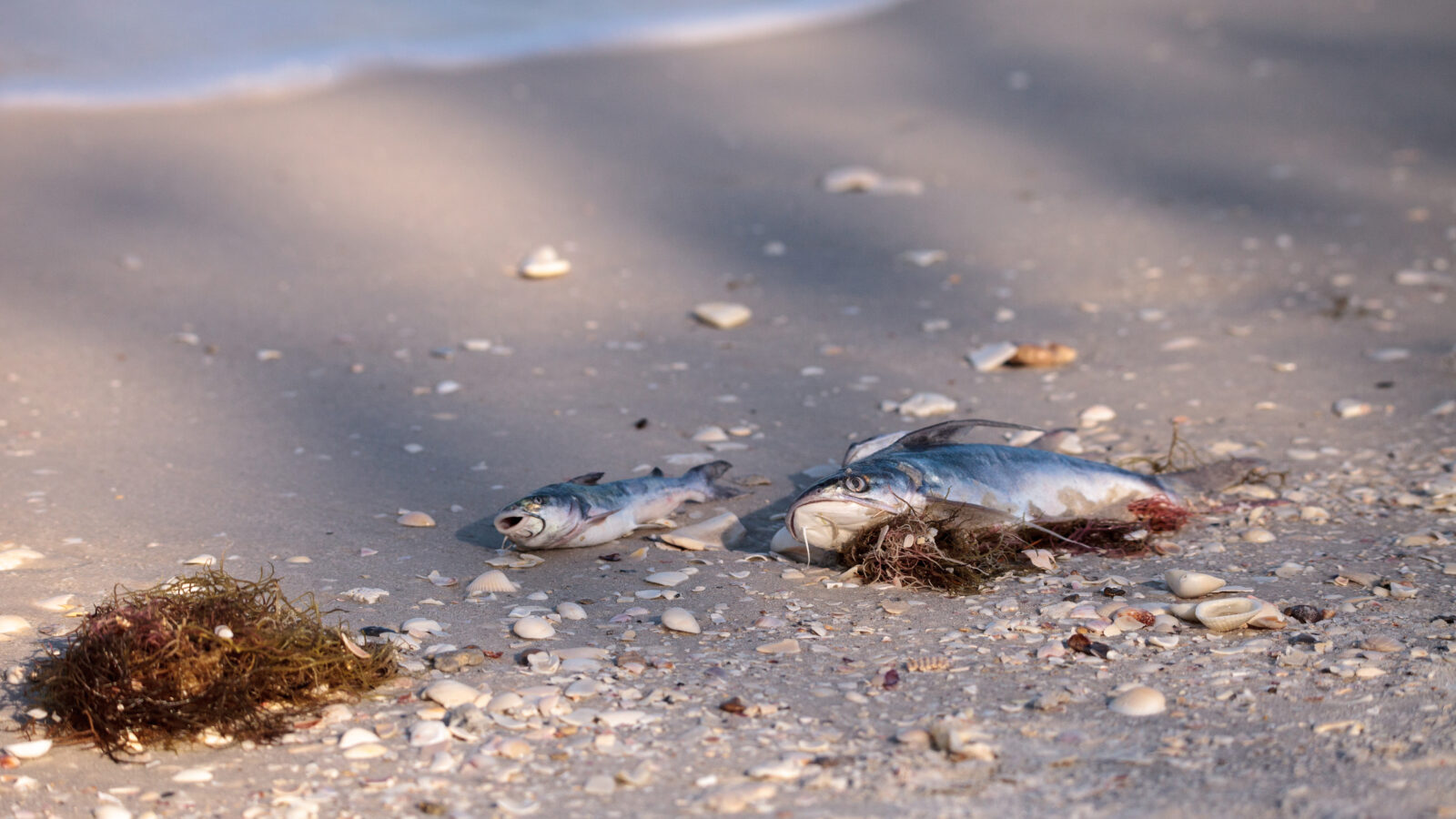 Two dead fish wash up on a sandy shoreline littered with small shells and clumps of dark seaweed.