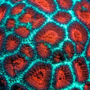 A macro close-up of a brain coral colony featuring bright red and orange centers surrounded by a network of glowing turquoise and green ridges.