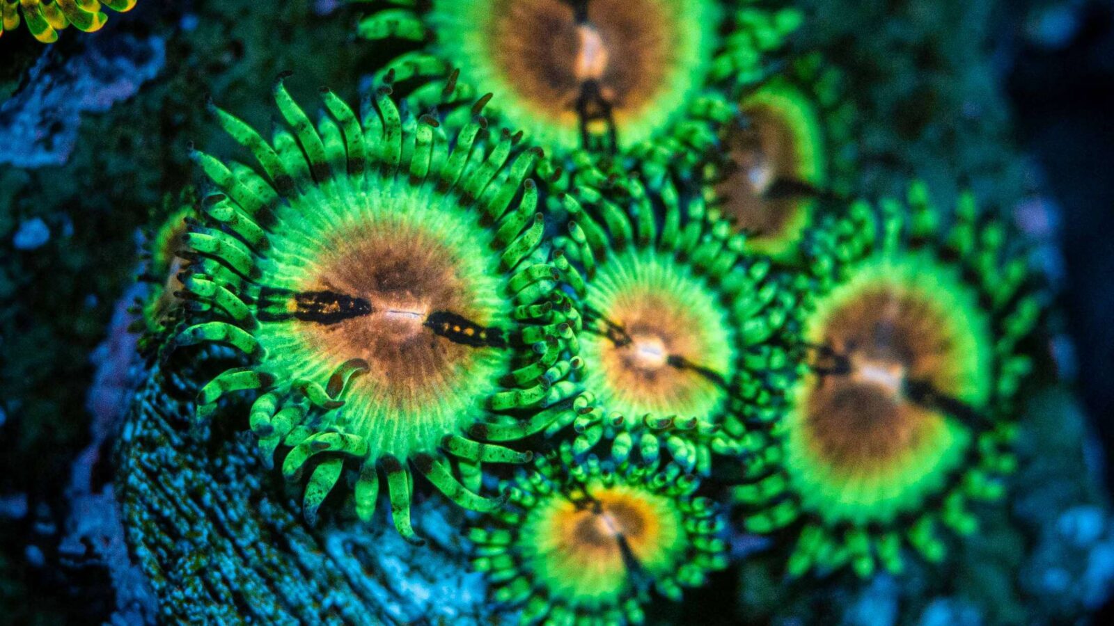 A top-down view of a small cluster of vibrant zoanthid coral polyps glowing with neon green skirts, bright orange centers, and dark mouths under deep blue reef lighting.