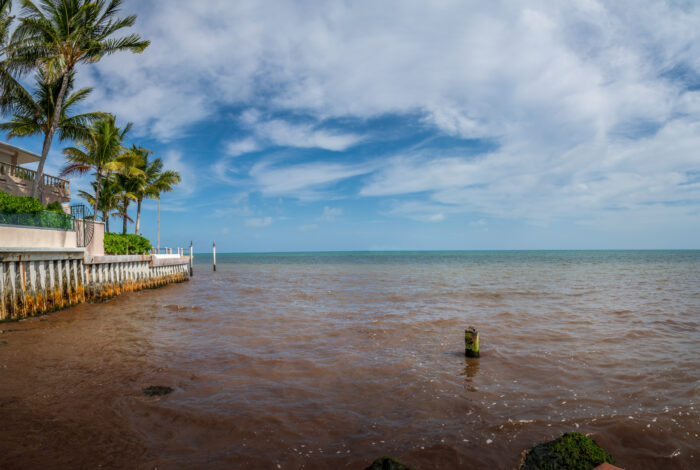 A concrete seawall lined with palm trees overlooks ocean water discolored with a dark brown reddish hue under a partly cloudy sky