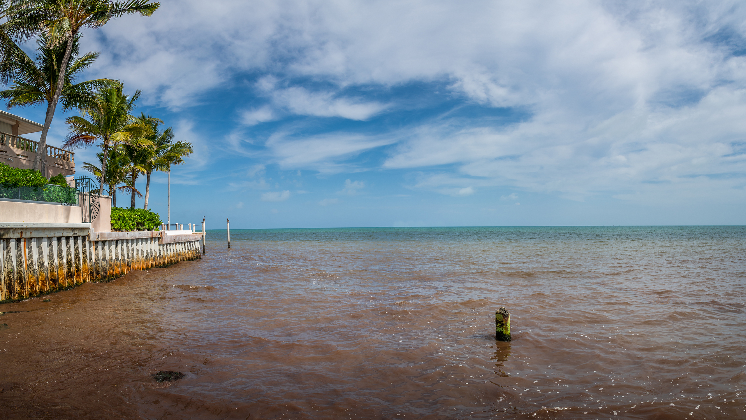 A concrete seawall lined with palm trees overlooks ocean water discolored with a dark brown reddish hue under a partly cloudy sky