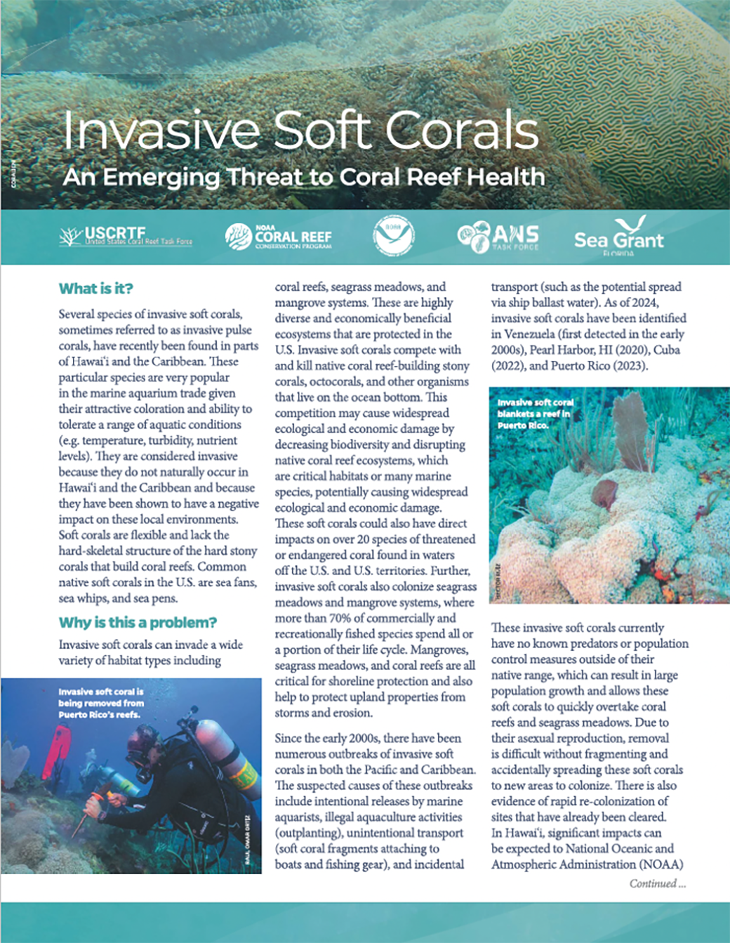 invasive-coral-flyer-thumbnail.png