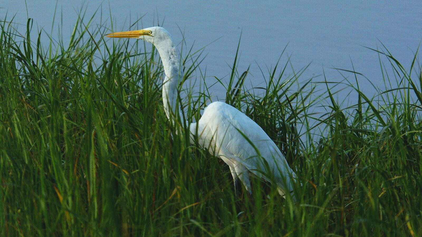 A large white egret stands half-hidden among tall green marsh grass by the edge of calm, blue water.
