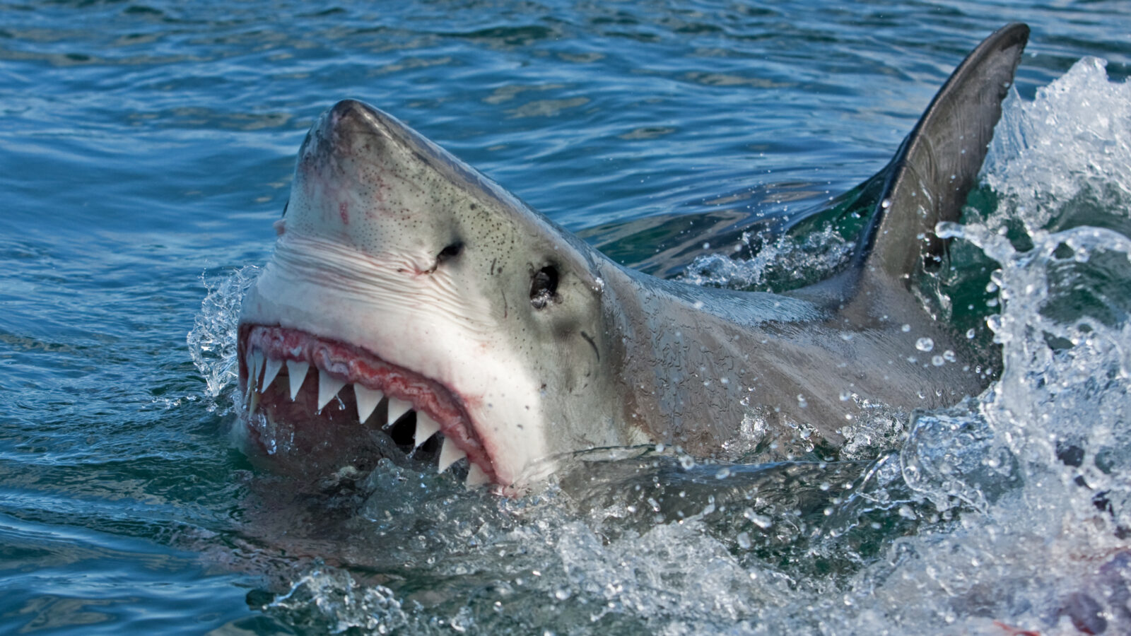 A great white shark breaches the surface of choppy blue ocean water with its large jaws wide open, exposing rows of sharp teeth.