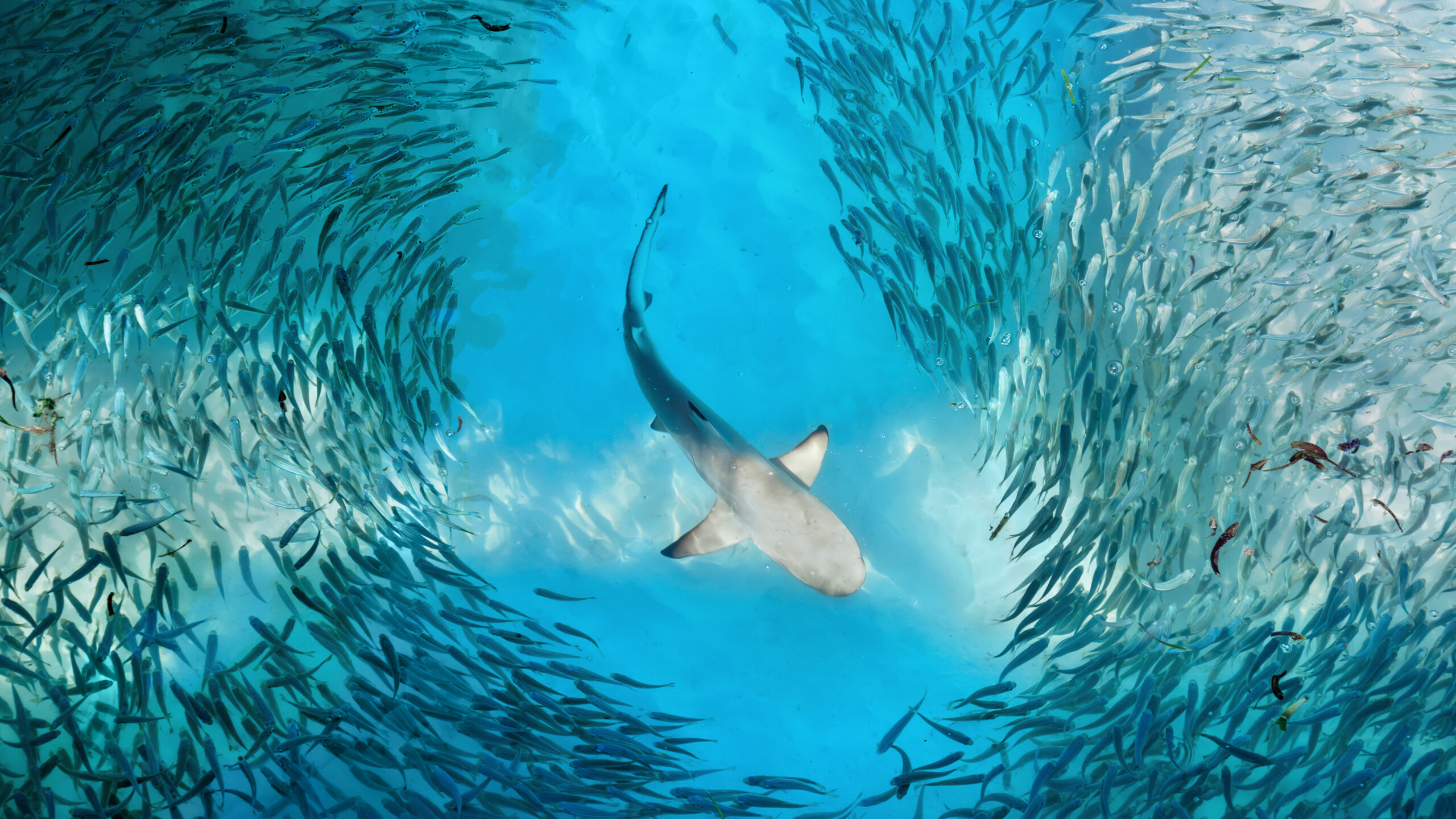 view of a shark swimming through clear blue water, centered within a swirling, circular school of small fish parting around it.