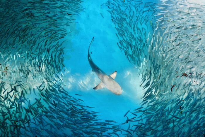 view of a shark swimming through clear blue water, centered within a swirling, circular school of small fish parting around it.