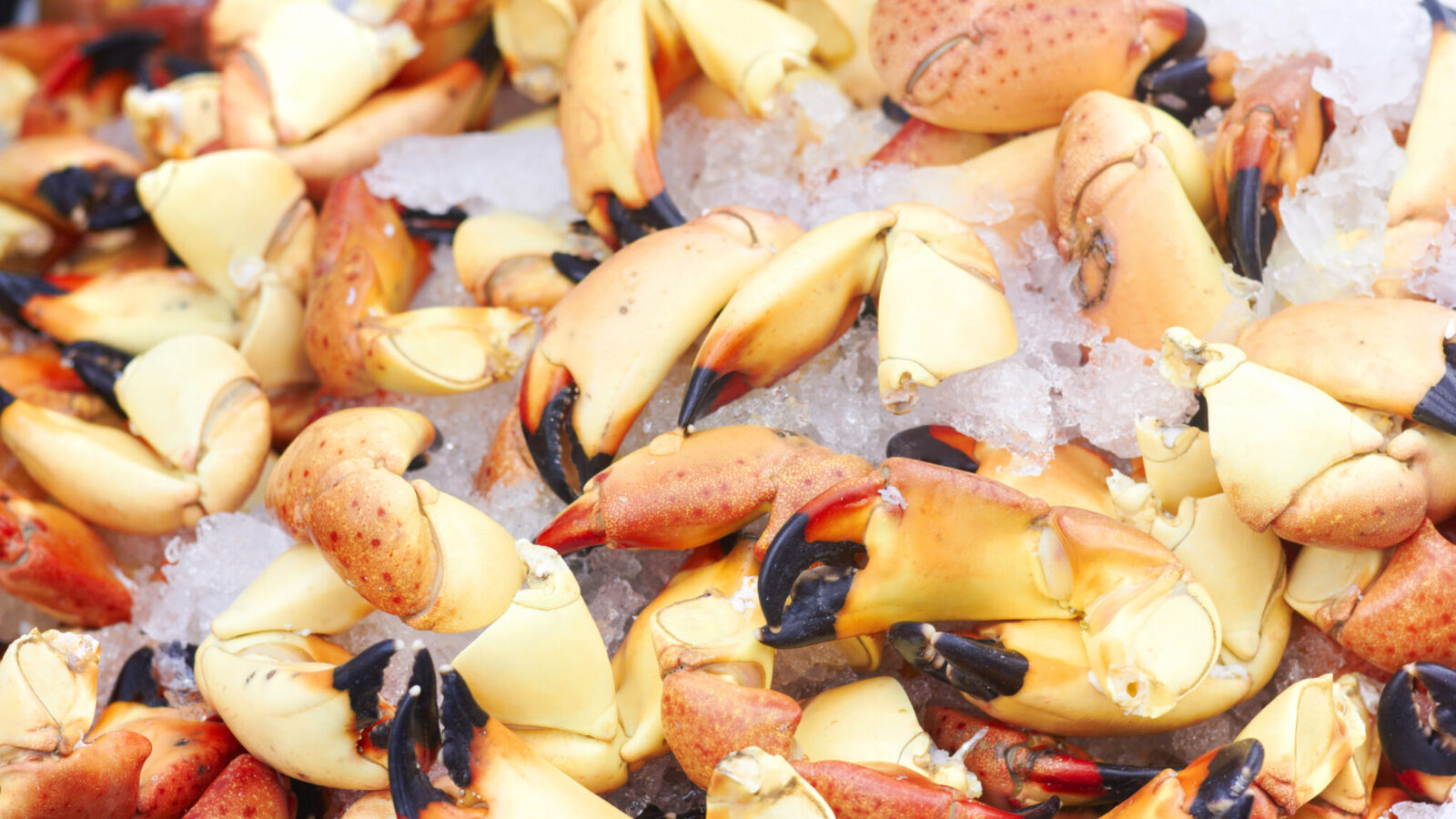an arrangement of snow crab claws on ice