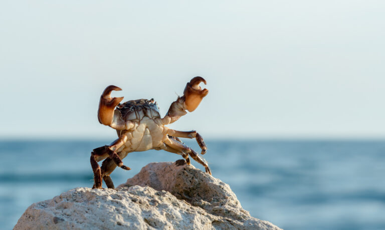 A crab stands on a light-colored rock with its large claws raised high against a blurry blue ocean backdrop.
