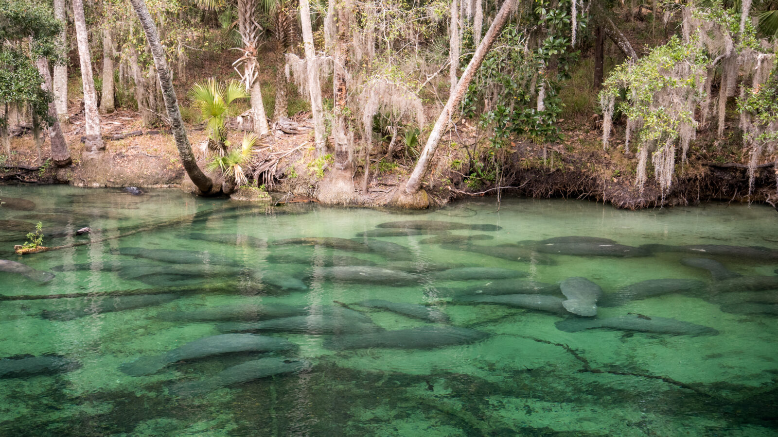 A large herd of manatees swims just beneath the surface of clear, vibrant green spring water lined by a dense, forested shoreline with spanish moss hanging from the trees.