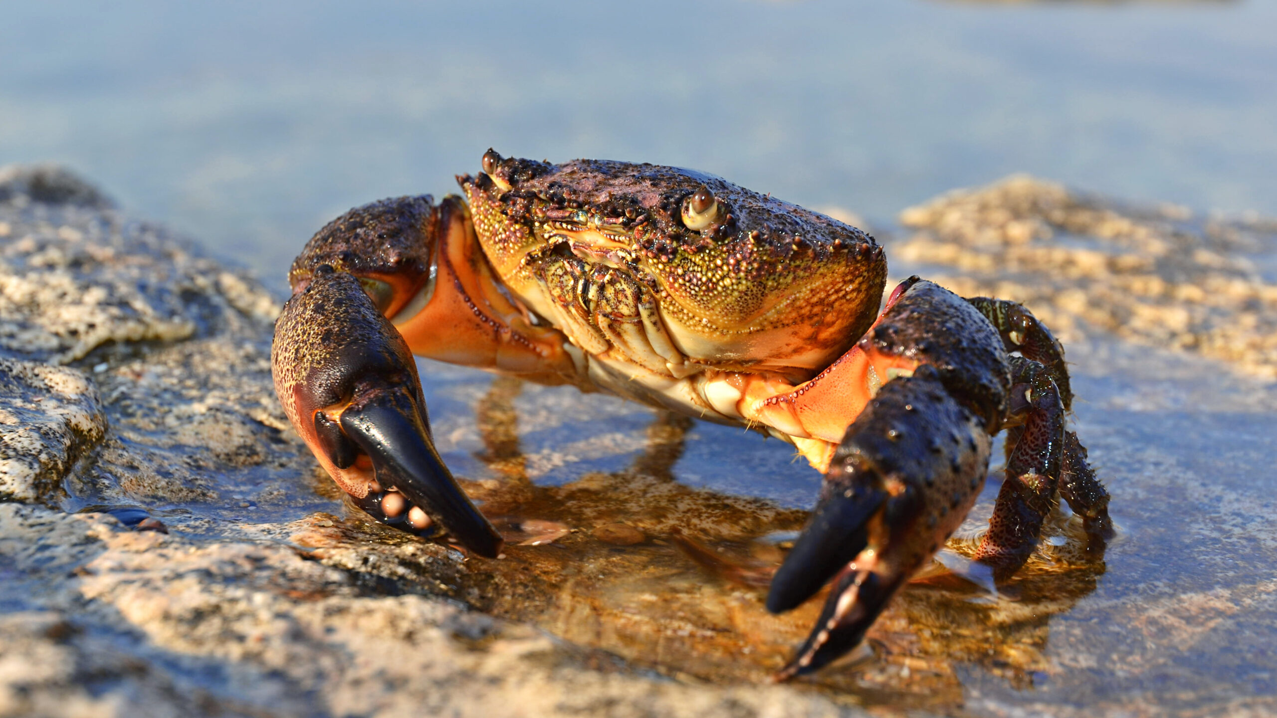 A speckled brown crab with large, dark-tipped claws rests on wet coastal rocks by shallow water.