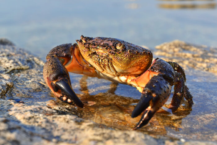 A speckled brown crab with large, dark-tipped claws rests on wet coastal rocks by shallow water.