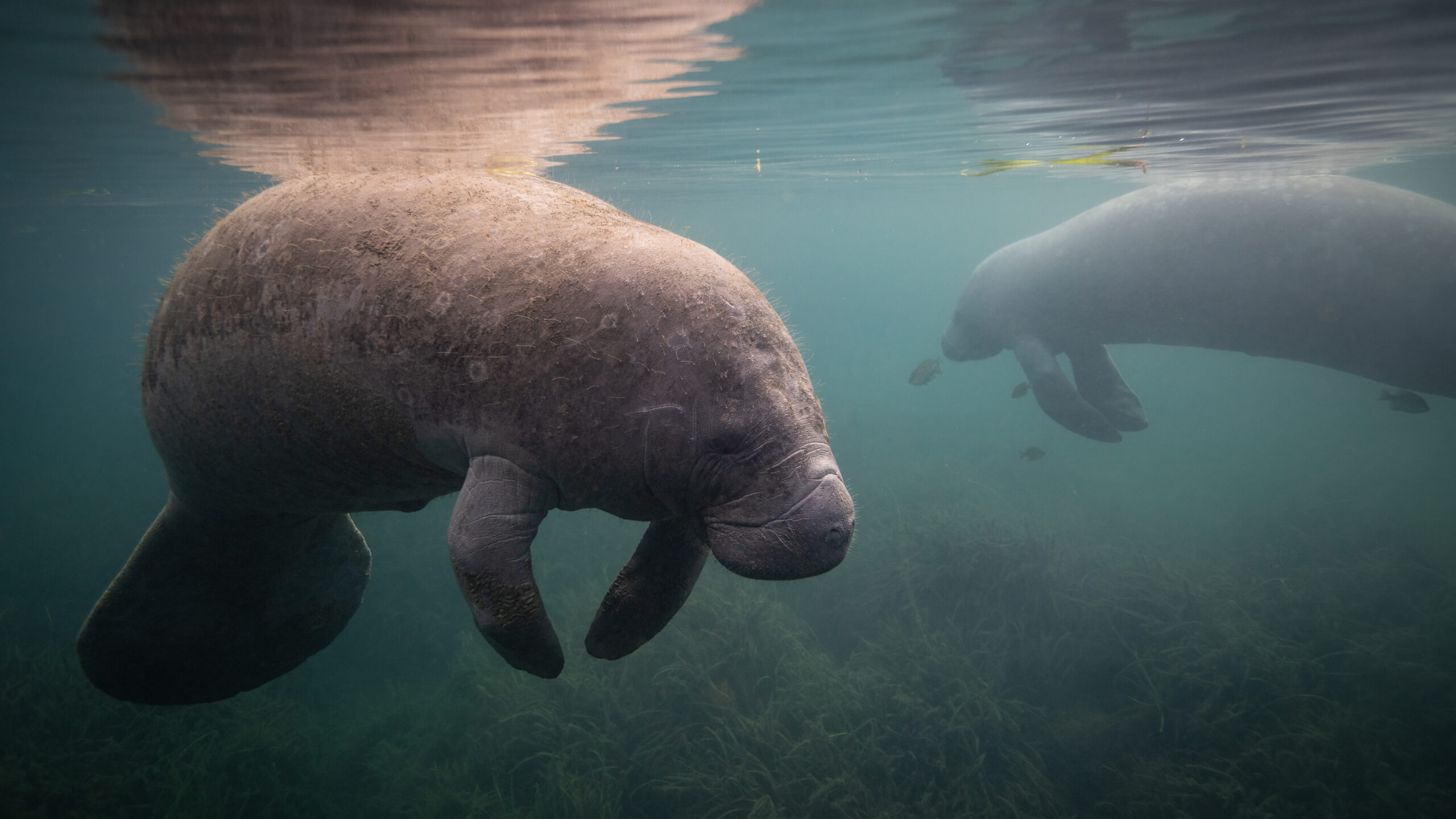 A manatee underwater in Florida