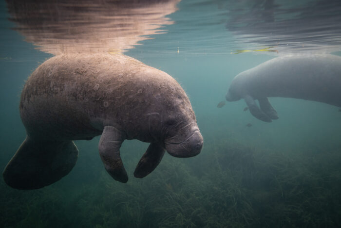 A manatee underwater in Florida