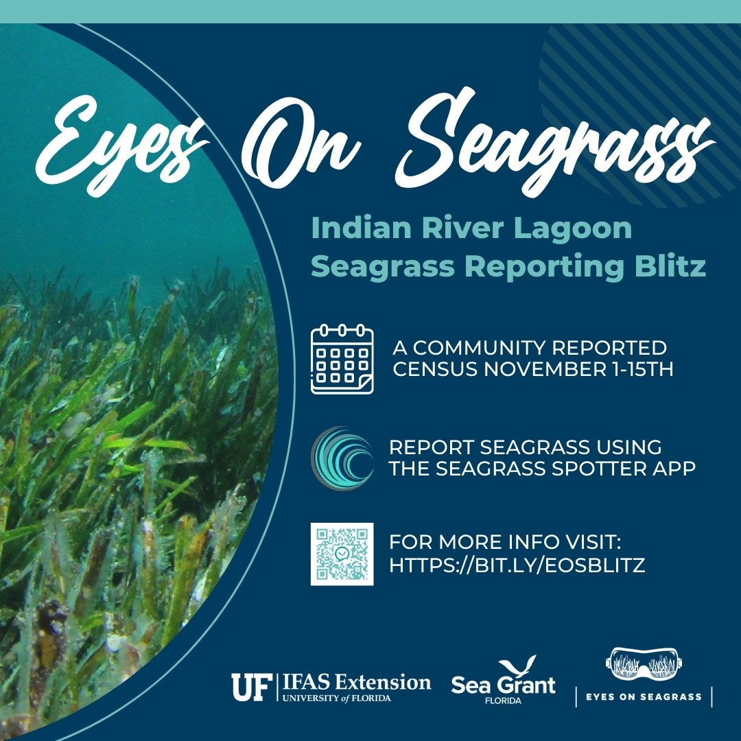 Eye on Seagrass Blitz in the Indian River Lagoon Florida Sea Grant