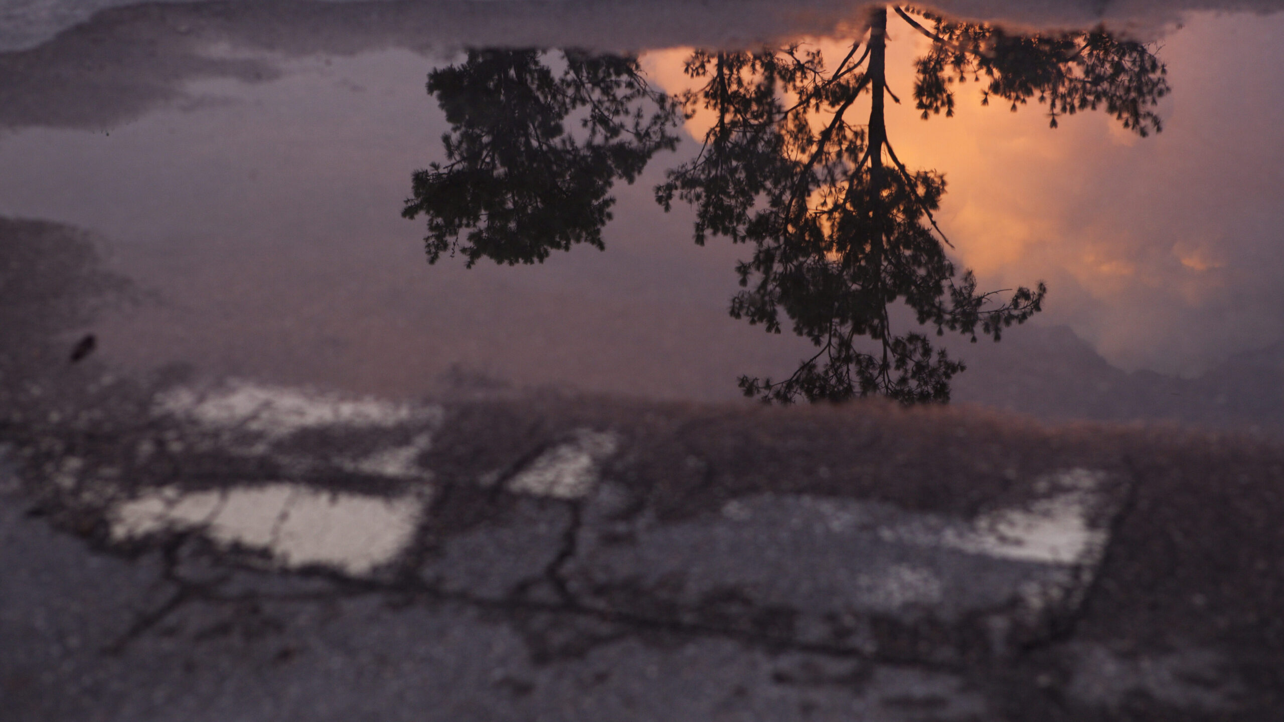 Pine tree and sunrise on a storm cloud reflected in a parking lot water puddle.