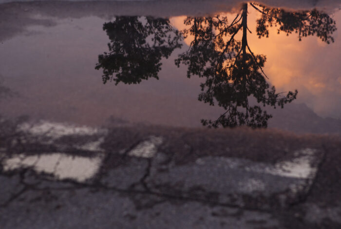 Pine tree and sunrise on a storm cloud reflected in a parking lot water puddle.