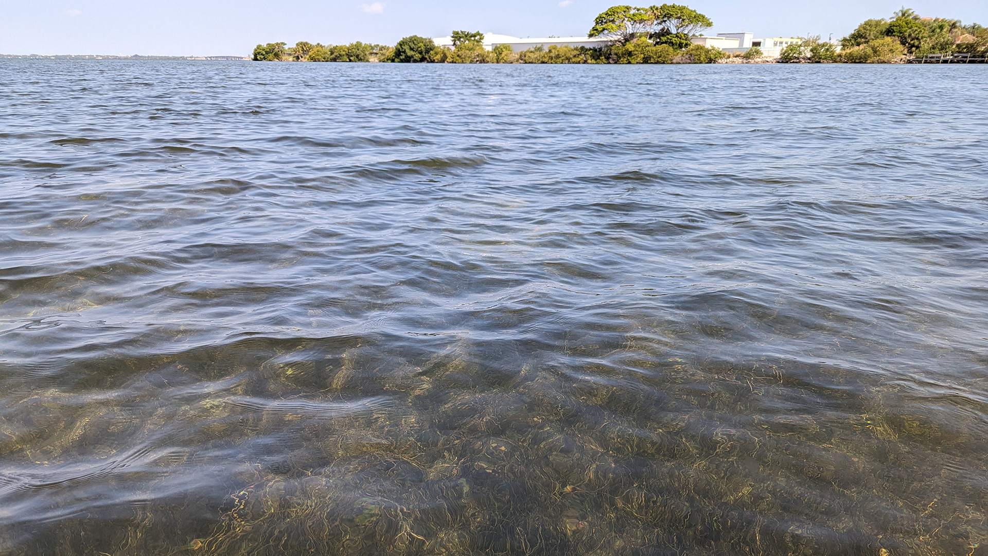Eyes on Seagrass Blitz in the Indian River Lagoon Florida Sea Grant