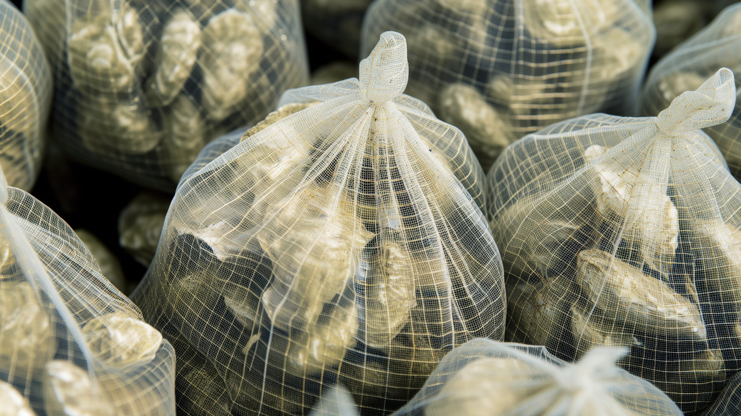A close-up view of several translucent, fine white mesh bags tightly packed with individual oysters