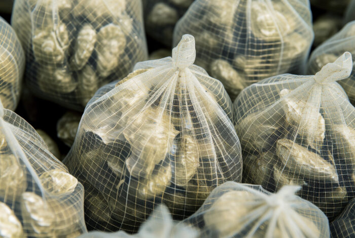 A close-up view of several translucent, fine white mesh bags tightly packed with individual oysters