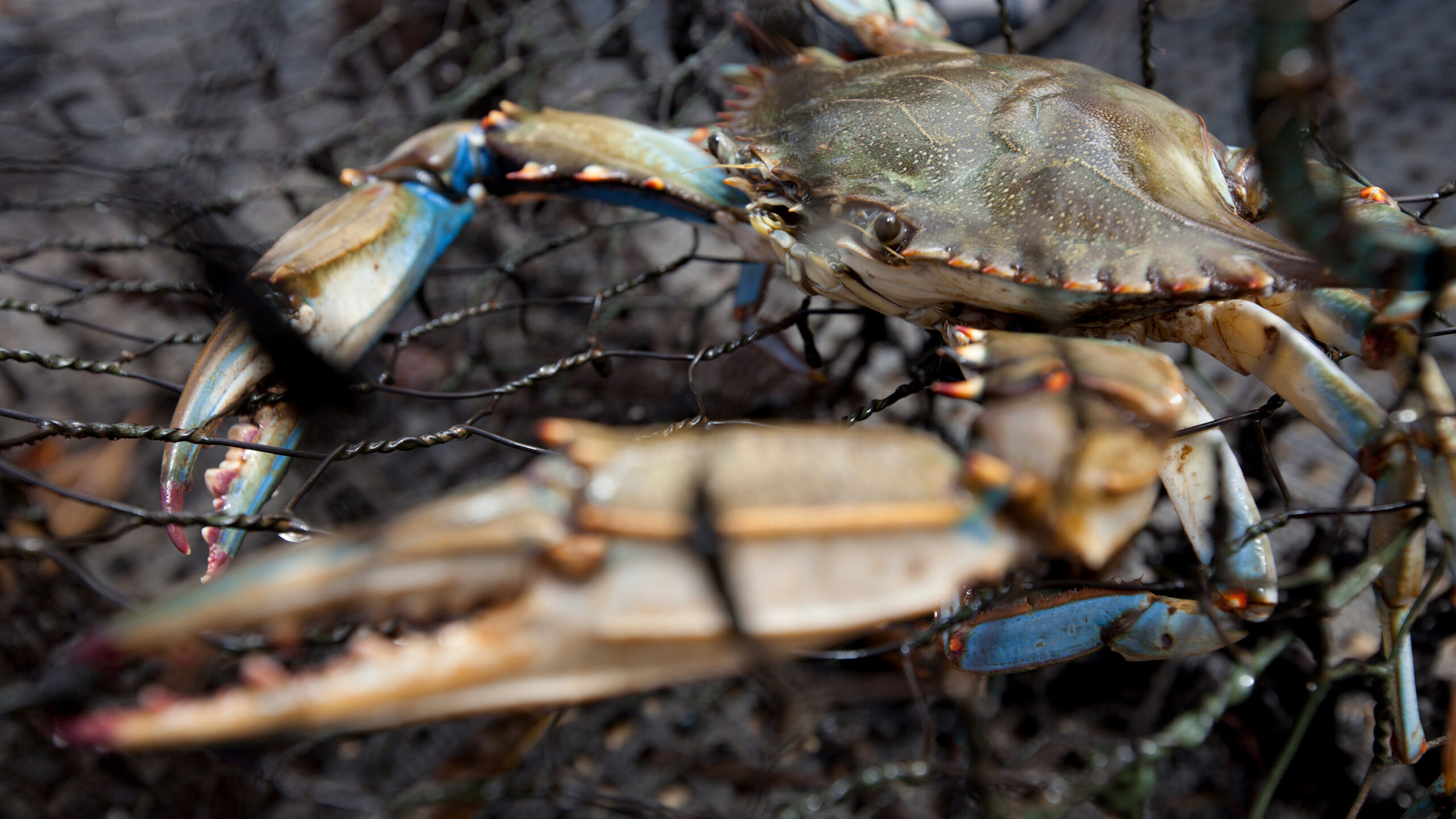A close-up photograph of a blue crab caught inside a wire mesh fishing net, with its blue-accented legs and sharp claws visible against the dark netting background.