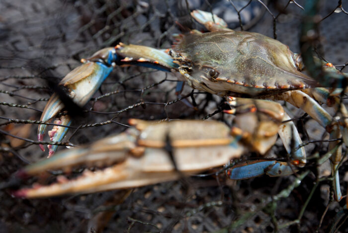 A close-up photograph of a blue crab caught inside a wire mesh fishing net, with its blue-accented legs and sharp claws visible against the dark netting background.