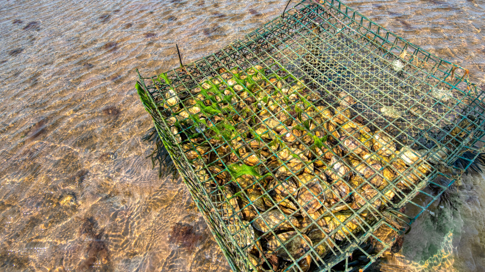 An oyster cage filled with oysters sits submerged in clear, shallow water over a sandy seabed.